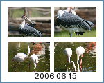 2006-06-15